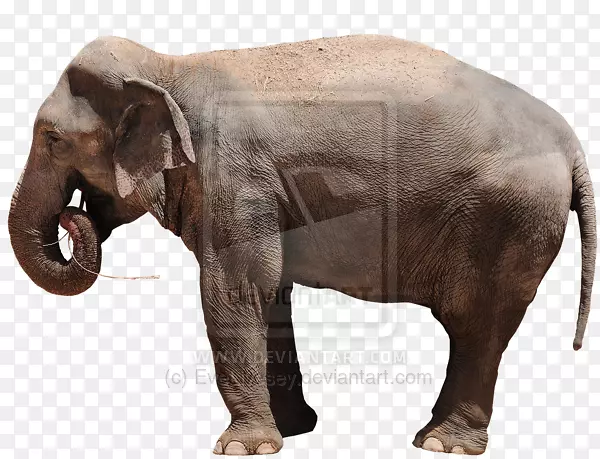 印度象非洲象Curtiss c-46突击队动物野生动物大象绘画