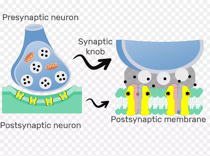 化学突触后电位神经元神经系统-体结构