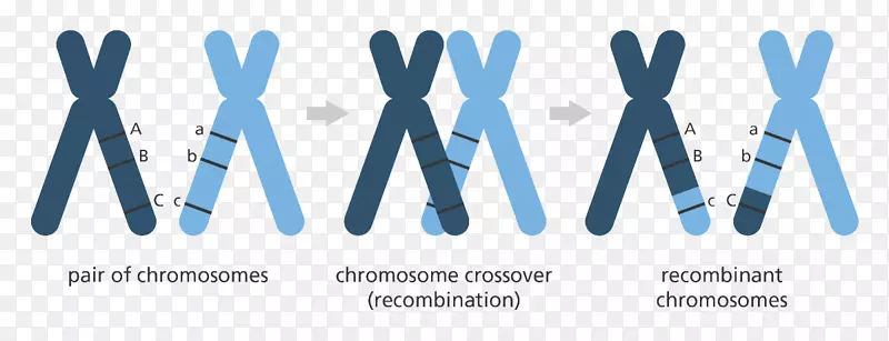 遗传学突变基因组染色体交叉染色体
