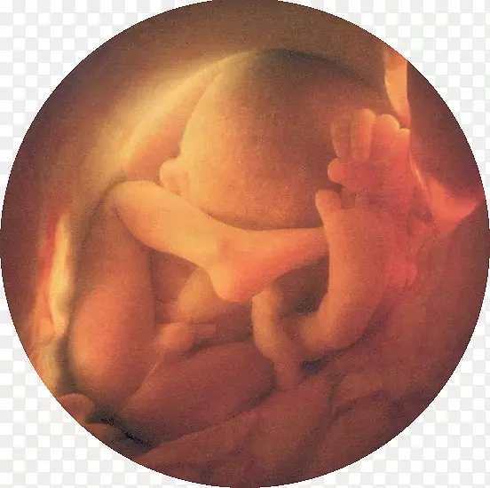 怀孕你的婴儿胎儿分娩-怀孕
