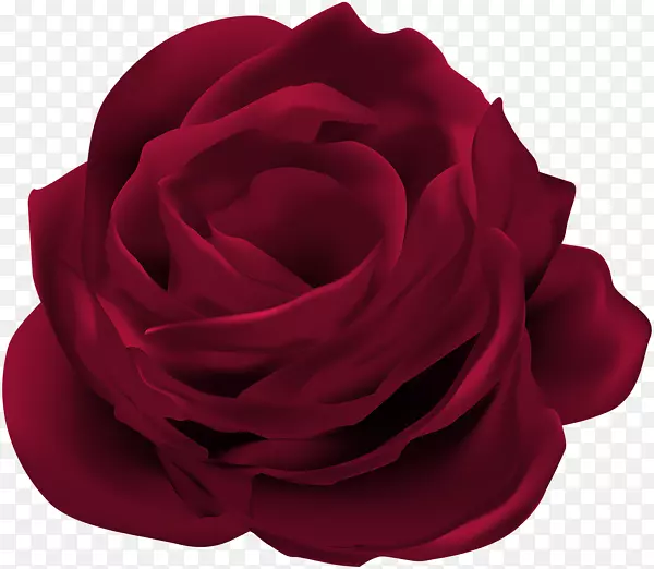 剪贴画玫瑰花图像图形-玫瑰