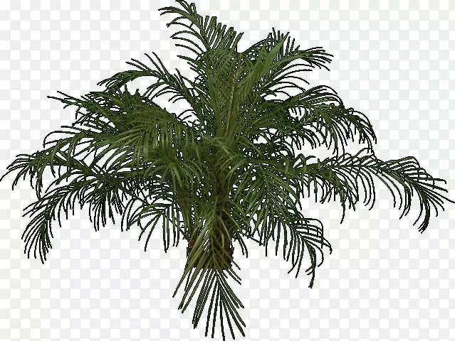 巴巴苏棕榈树常绿冷杉