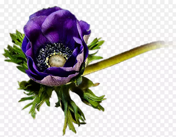 花卉设计切花紫花
