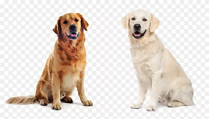 金毛猎犬拉布拉多猎犬小狗猫宠物坐着金毛猎犬