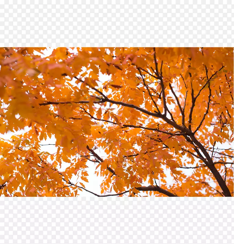 秋天树叶颜色照片桌面壁纸橙色-秋天