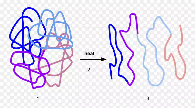 变性蛋白质结构酶折叠物理结构