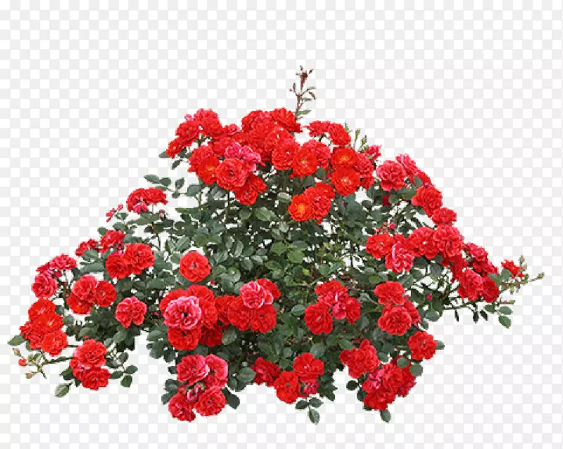 png图片玫瑰灌木剪贴画PSD-玫瑰