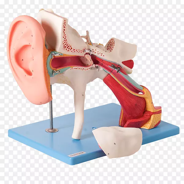 耳道鼓膜外耳听觉系统-经典