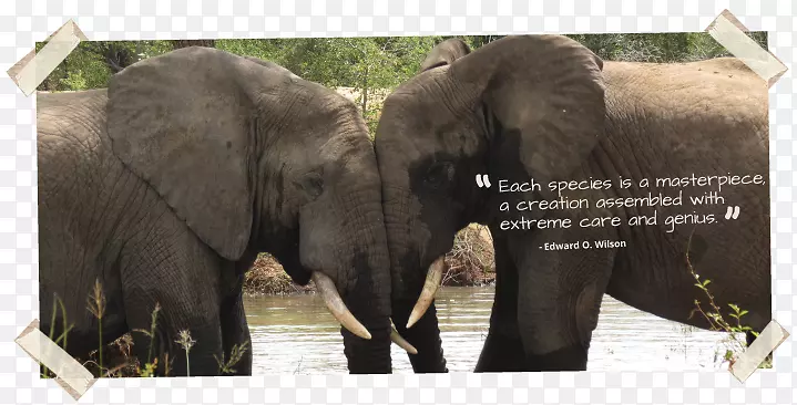 印度象非洲象野生动物c-46突击队动物保护自己