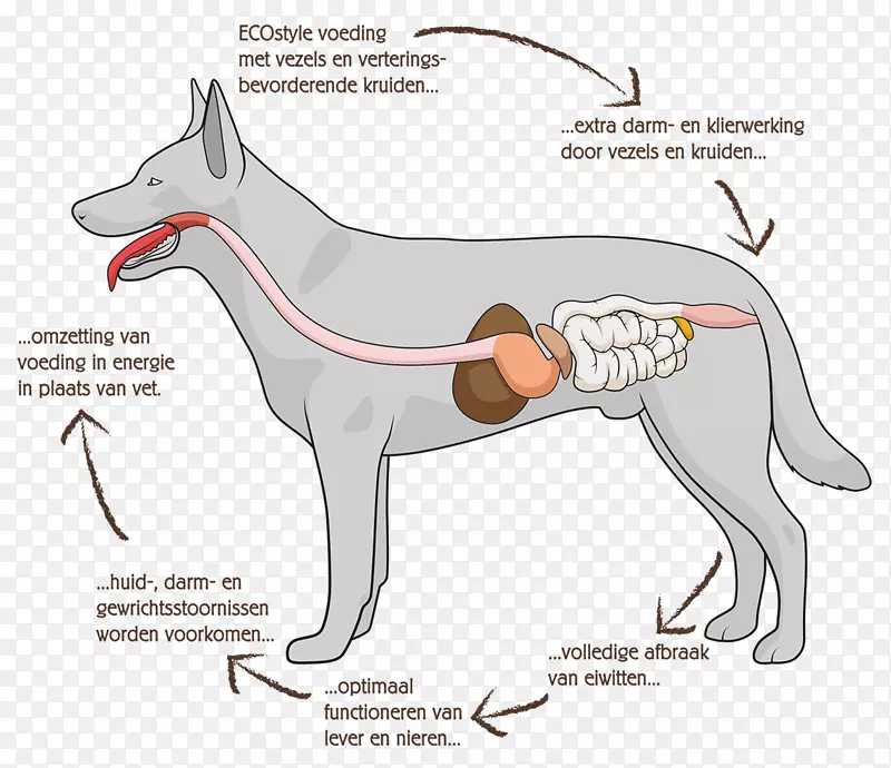 狗解剖消化道消化人消化系统-狗