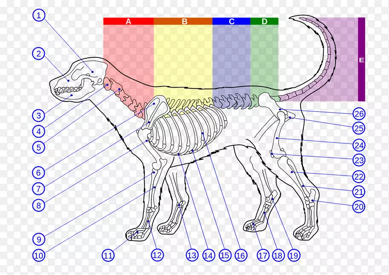 狗解剖脊柱胸椎-狗