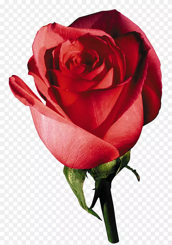 png图片花园玫瑰剪辑艺术PSD法国玫瑰干玫瑰