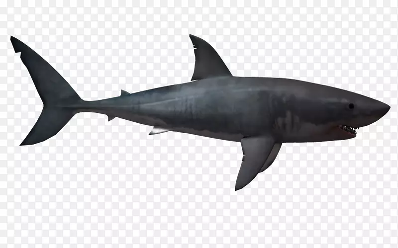 剪贴画短鳍鲨png图片鲭鱼鲨鱼大白鲨