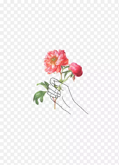 绘画插图图像玫瑰素描-玫瑰