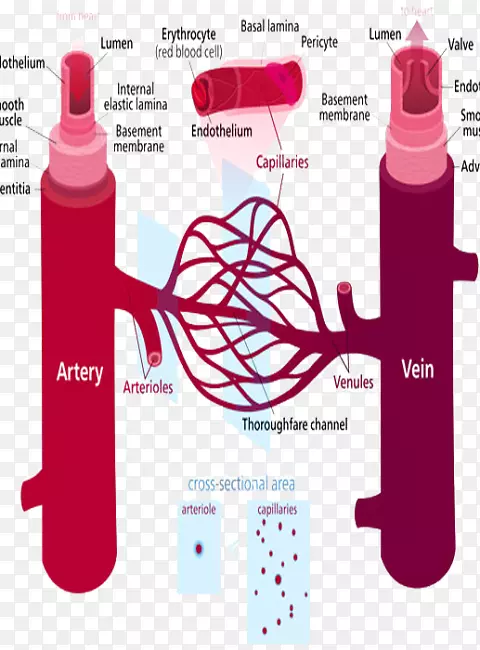外周动脉疾病血管周围血管系统高血压疾病预防
