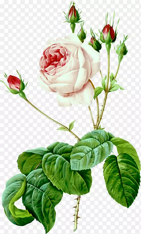玫瑰插图画苔藓玫瑰艺术
