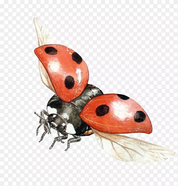 甲虫png图片透明剪辑艺术甲虫