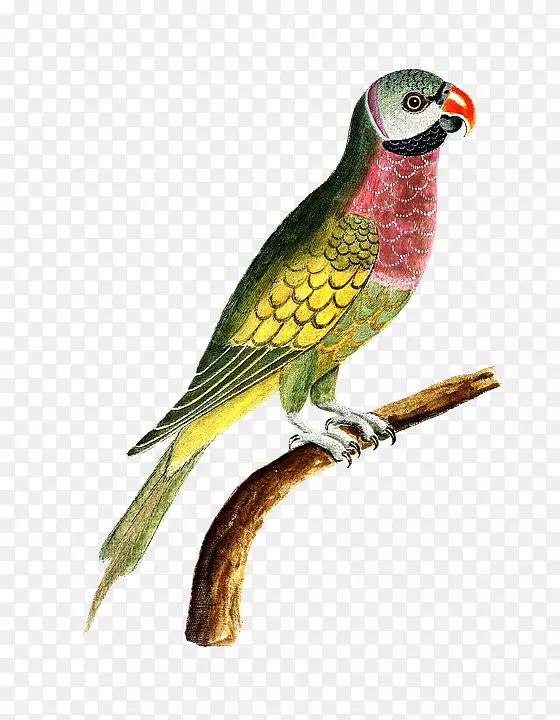 美洲鹦鹉罗里尼亚马逊鹦鹉鸟