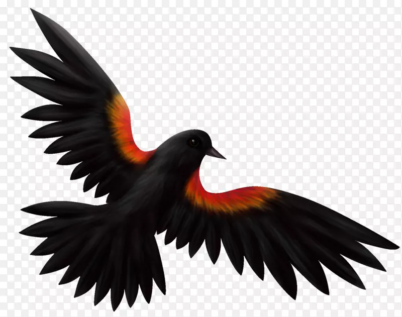 红翼黑鸟绘图插图普通黑鸟设计