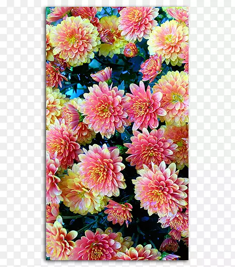 桌面壁纸花高清电视花卉设计iphone-花徽