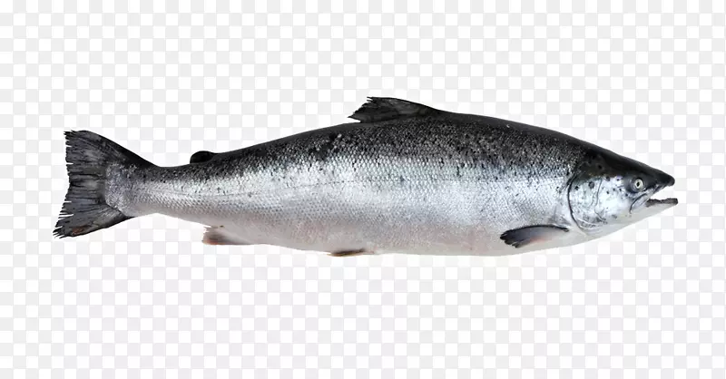 沙丁鱼09777油性鱼类产品