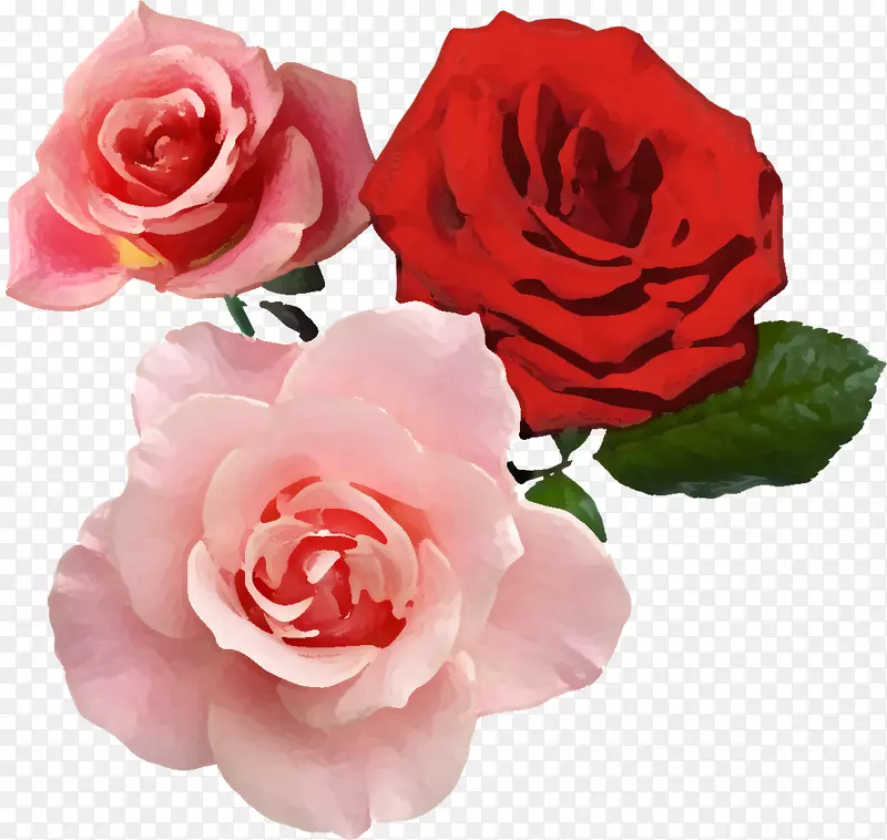 花园玫瑰红色美学意象-真花