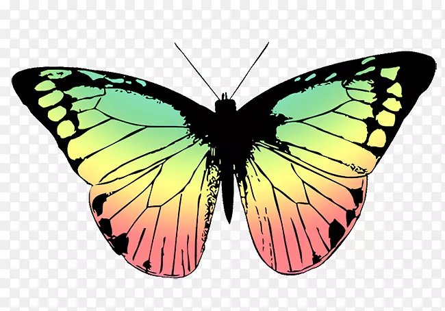 蝴蝶绘图夹艺术png图片.彩色翅膀