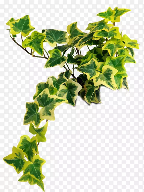 png图片室内植物常春藤剪贴画PSD植物茎