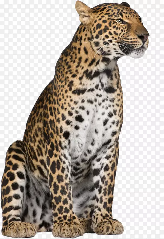 美洲豹猎豹猫科须-豹