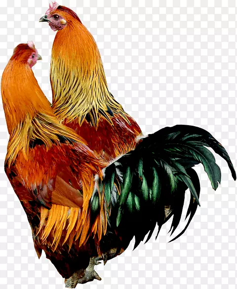 公鸡普利茅斯石鸡肉鸡png图片罗曼布朗法国公鸡2018年