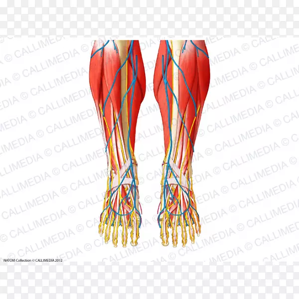 指足肌人体解剖-颞浅神经