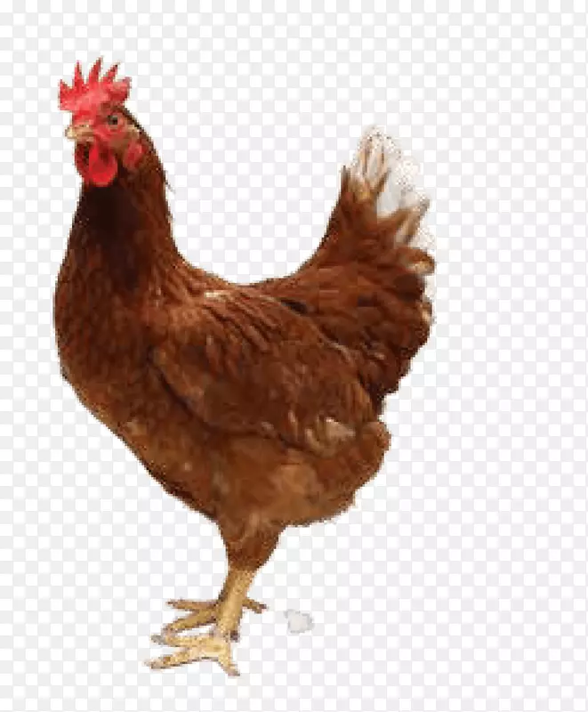 鸡肉作为食物png图片透明电脑图标.鸡肉