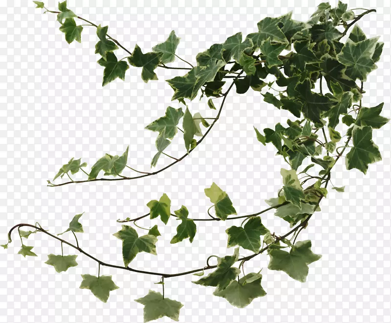 常春藤植物移动式网络图形藤本植物