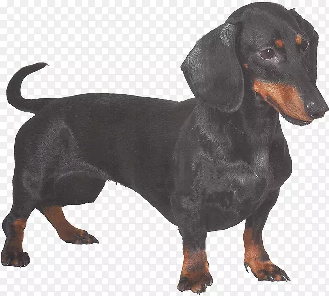 奥地利黑色和棕褐色猎犬波兰猎犬Smaland猎犬-daschund