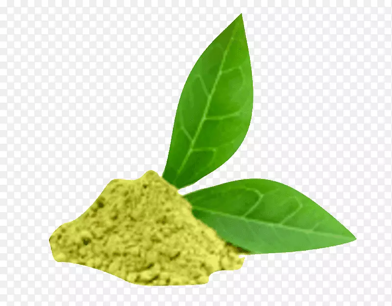 绿茶抹茶乌龙茶植物-绿茶