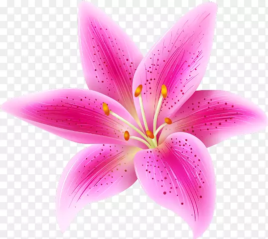 剪贴画png图片图像粉红色花.花