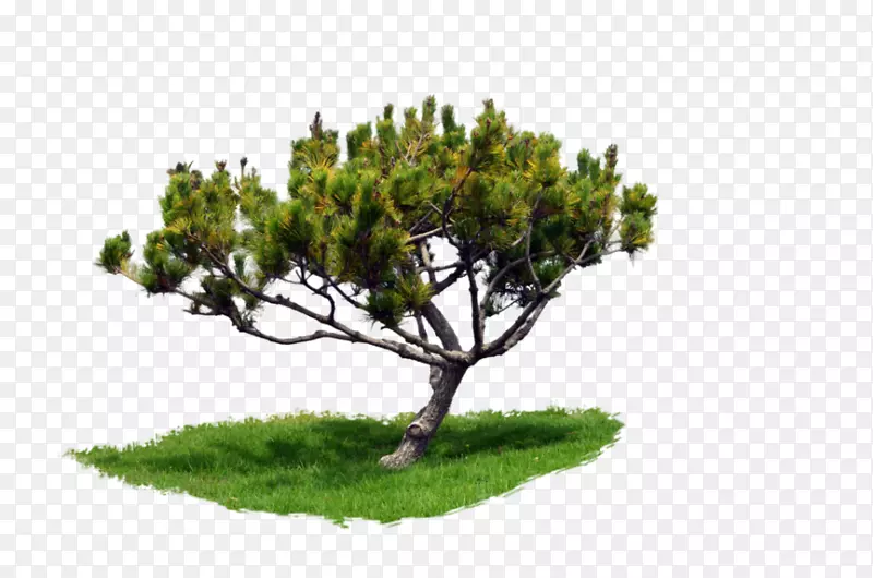可移植的松树网络图形图像分支树