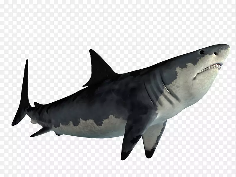 虎鲨大白鲨嘴png图片剪辑艺术家庭鲨鱼