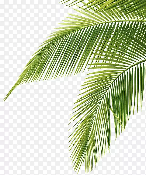 棕榈树剪贴画png图片图像jpeg-叶子