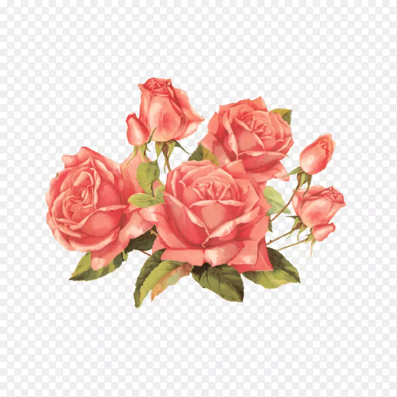 玫瑰剪贴画，老式服装，花，古董玫瑰