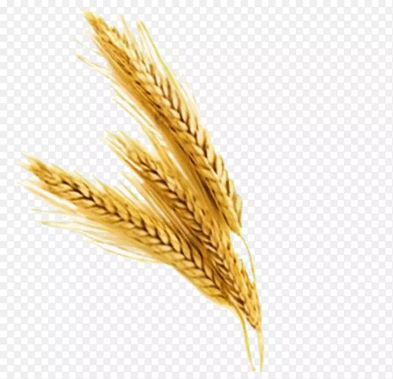png图片小麦剪贴画图像计算机图标.小麦