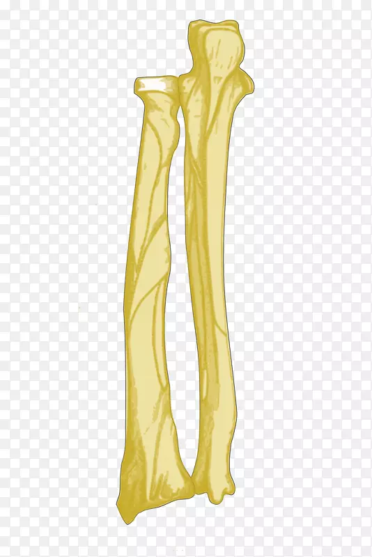 桡骨尺骨解剖前臂-冠状突尺骨