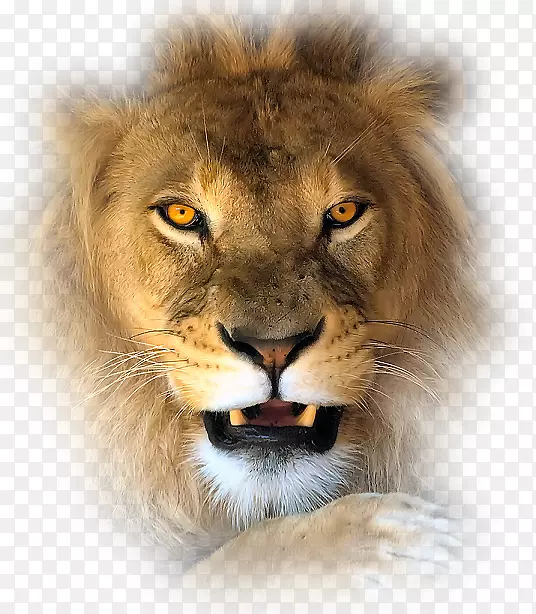 狮子虎豹猫科狮子