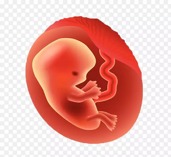 胎儿妊娠图-胚胎-妊娠