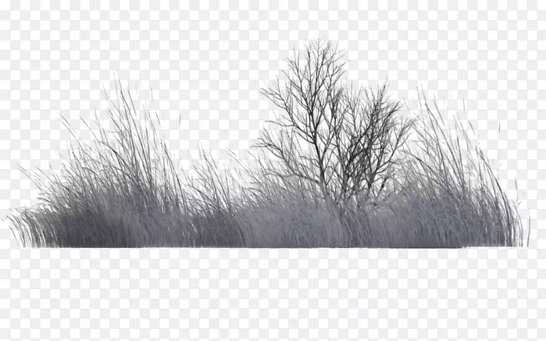 黑白植被草坪单色摄影.干植物