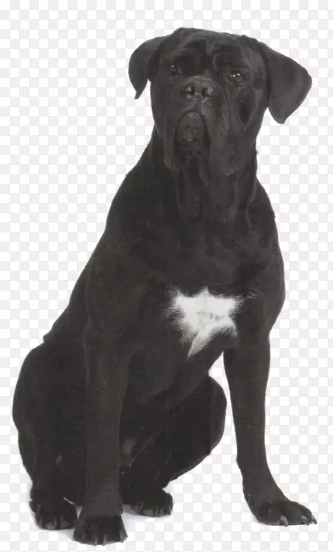 甘蔗Corso犬品种Patterdale小猎犬老英国斗牛犬-甘蔗Corso