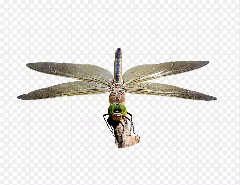 蜻蜓图像存储.xchng象素摄影-蜻蜓