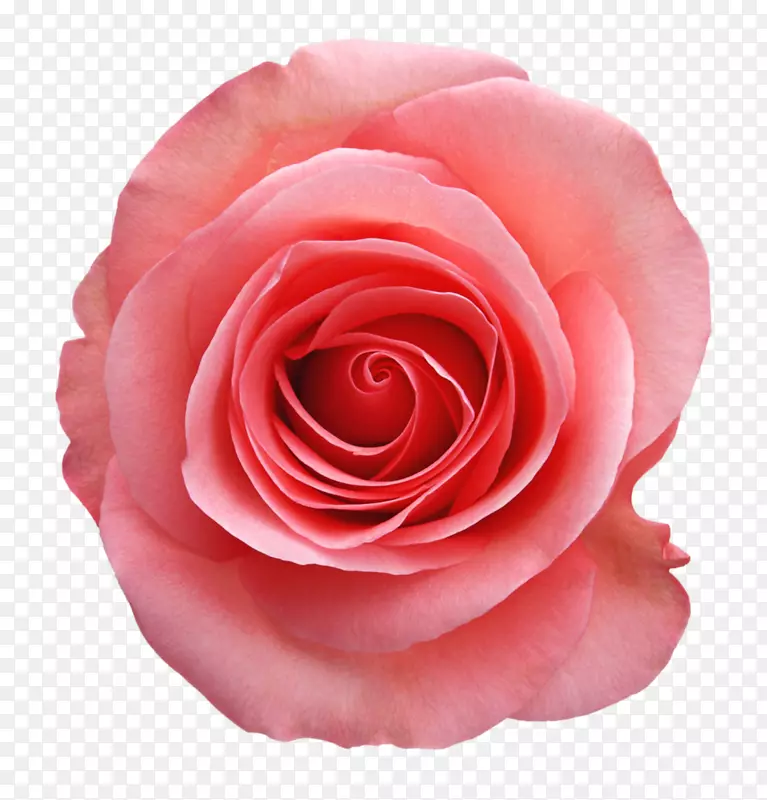 花园玫瑰静物：粉色玫瑰图片剪辑艺术海滩玫瑰-玫瑰设计