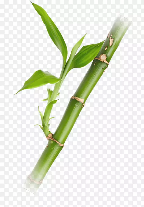 热带木本竹子化妆品阿玛尼竹子竹笋。