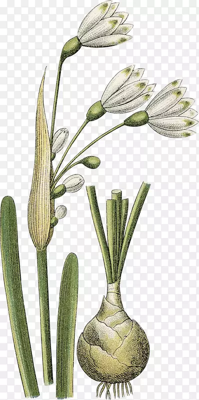 草花盆植物茎-创意水仙花